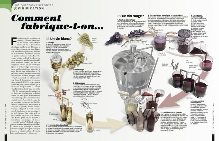 Guide étape par étape: Comment faire du vin avec du raisin chez soi